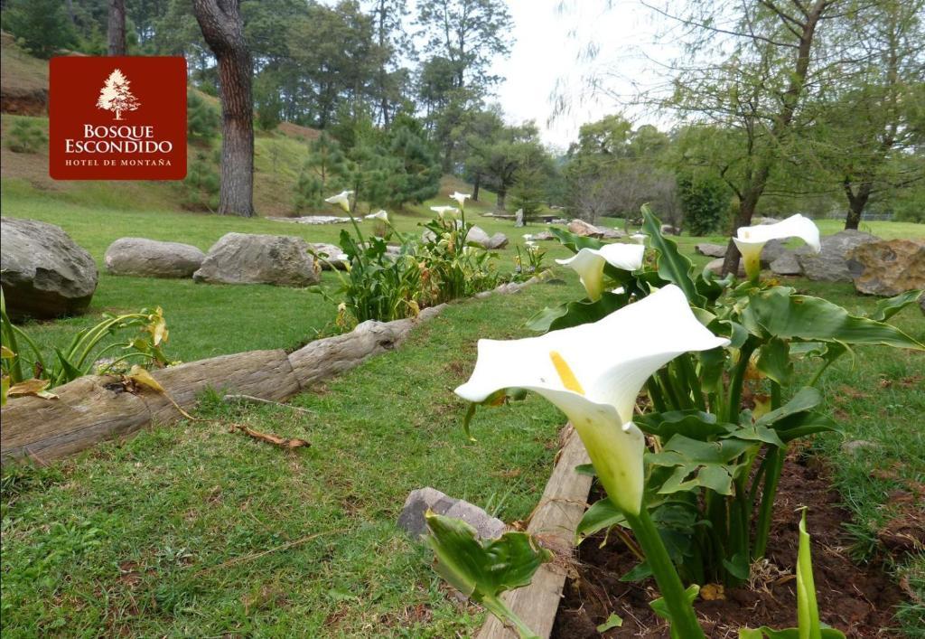 Bosque Escondido Hotel มาซามิตลา ภายนอก รูปภาพ